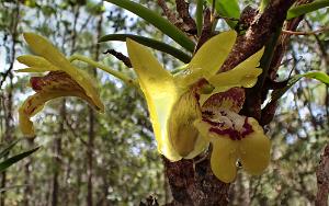 Dendrobium ngoyense