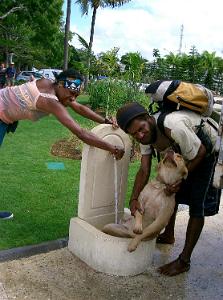 Noumea dog wash day