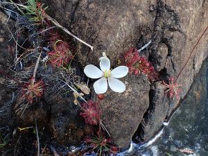 Drosera neocaledonica Sun Dew