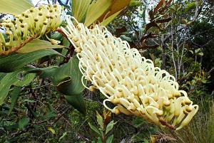 Grevillea exul exul Toothbrush flower