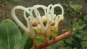Grevillea exul exul close of flowers