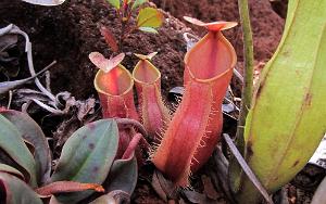 Nepenthes vieillardii 48