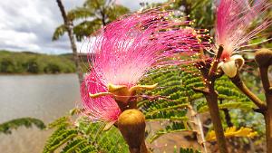 Serianthes petitiana