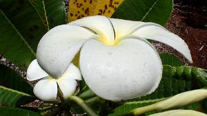 Frangipani
