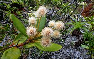 Pancheria ajieraroana