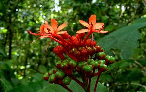 red flower in the forest Antoine's randonnee Lifou