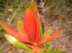 flame_leaves4.jpg