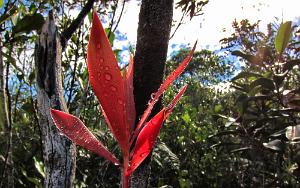 flame_leaves8.jpg