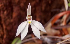 Caladenia_catenata7.jpg