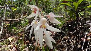 Dendrobium_odontochilum9.jpg Dendrobium odontochilum