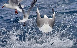 Sea Gull Larus novaehollandiae forsteri