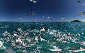 Sea Gull Larus novaehollandiae forsteri