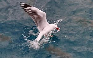 sea birds feeding