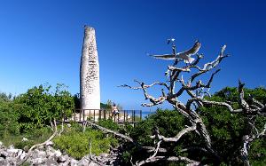 Sea Gull Larus novaehollandiae forsteri