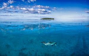 dolphin at dawn Ilot Uo