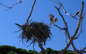 Osprey Pandion haliaetus melvillensi