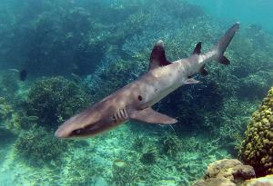 shark triaenodon obesus ilot Mato