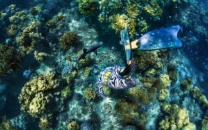 diver and shark triaenodon obesus ilot Mato