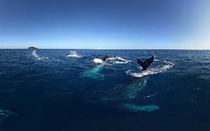 Humpback Whales