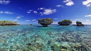 Coral mushrooms Gadji