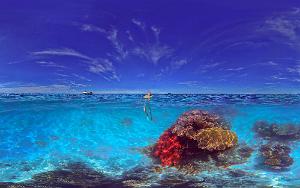 Red sea fan and Octopus at Ilot Mbe Kouen