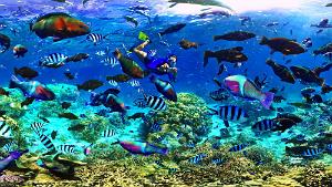 Fish swarm at Ilot Amedee, Marine Reserve, New Caledonia Amedee Island Coral Reef Memory Bubble