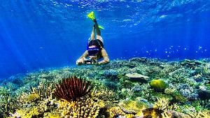 Coral reef at Baie de Pain, New Caledonia New Caledonia's coral reefs are vibrant living examples of wha coral reefs should look like.