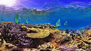 Bat fish Platax orbicularis Ilot Mato, New Caledonia Bat fish Platax orbicularis Ilot Mato, New Caledonia