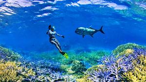 Giant Trevally, Caranx ignobilis, Hi Five, Ilot Mato, New Caledonia coral reef scenic with snorkeller and giant trevally New Caledonia