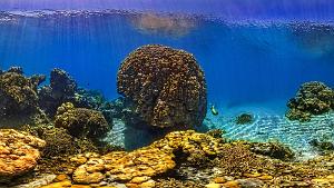 Ancient Coral Head Ilot Mato Ancient Coral Head Ilot Mato