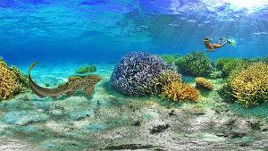 Zebra shark (Stegostoma tigrinum) at Ilot Mato, New Caledonia Zebra shark (Stegostoma tigrinum) - AKA a Leopard Shark at Ilot Mato, New Caledonia. It has zebra stripes when it is a juvenile.