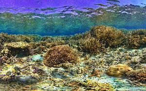 Triton in coral thickets Ilot Mbe Kuen A small triton shell attacks a starfish. There is a giant clam, Tridacna dreasa, nestled into the coral thickets.