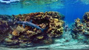 shark triaenodon obesus Ilot Mato, New Caledonia shark triaenodon obesus fleeing a snorkeller wearing a shark repellant striped suit at Ilot Mato, New Caledonia