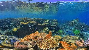 Giant trevally Caranx ignobilis feeding on sardines Giant Trevally feeding on Sardines Ilot Ua New Caledonia
