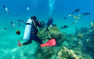 Scuba diving lessons