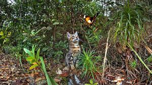 Feral Cat with Butterfly